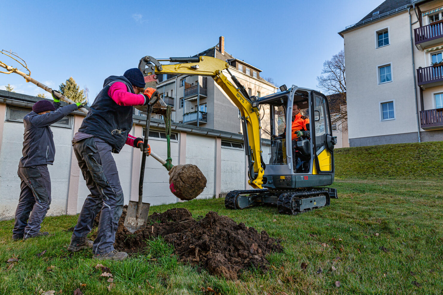 Baumpflege & Baumfällung – Projektbild