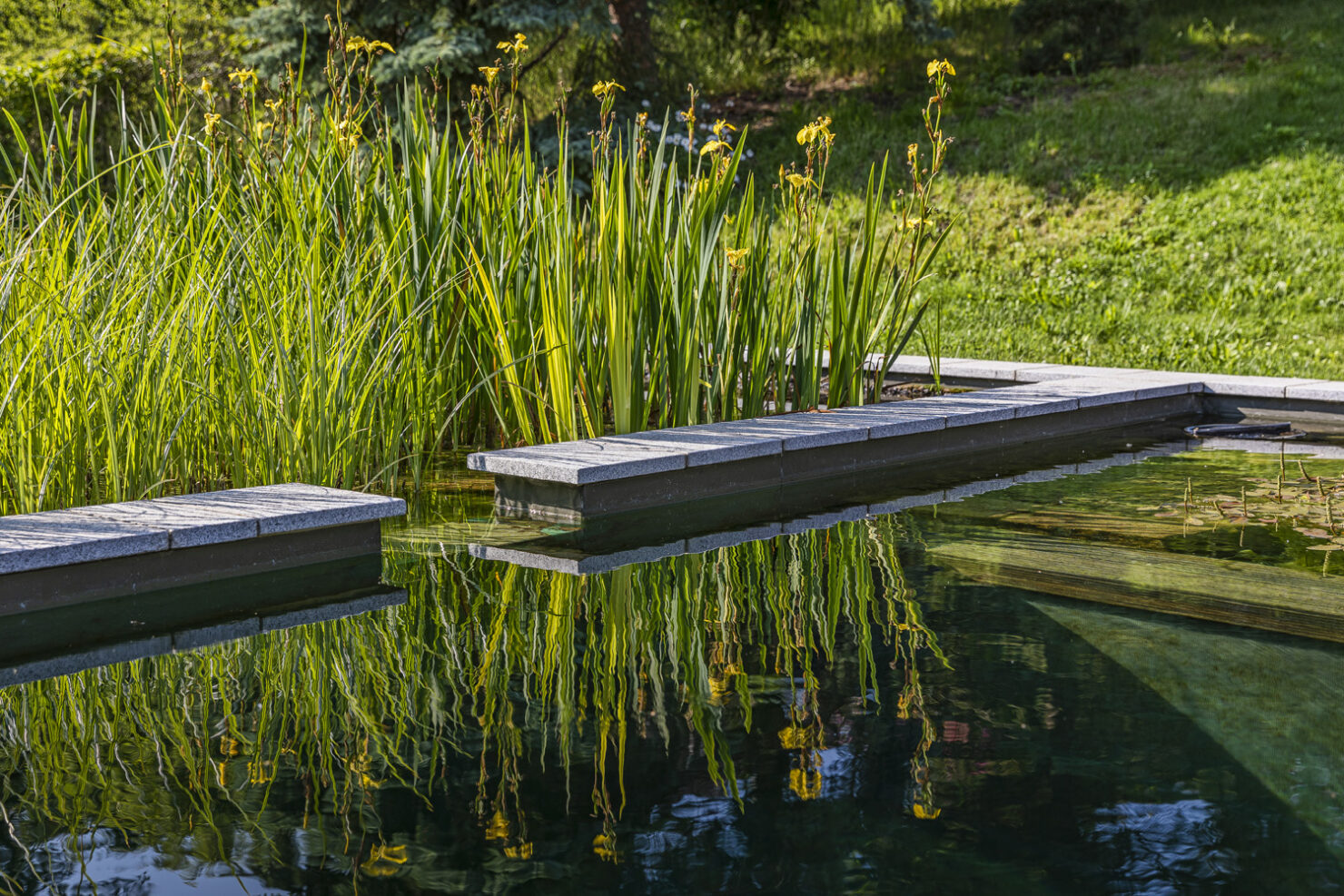 Teich- & Naturpoolbau – Projektbild